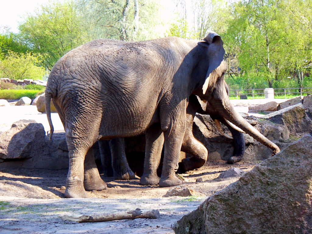 zwei hintereinander stehende Elefanten im Tierpark Berlin