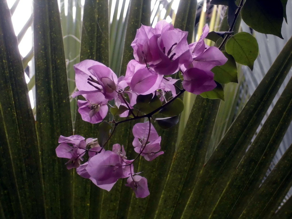 pinke Orchidee im Tierpark Berlin